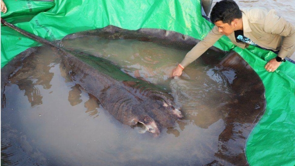 Scientists say the 300kg stingray is the largest freshwater fish ever recorded.