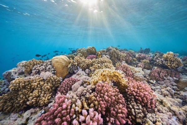 A world-class, Glosten-designed vessel for KAUST will bring advanced operational capabilities for conducting marine research in the Red Sea. Custom features will include a 50 meter-long, reconfigurable deck for multipurpose jobs and equipment, an advanced positioning system, and weather-hardy traits for managing the unique conditions of the Red Sea.