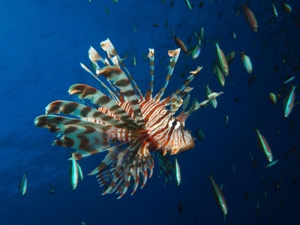 The Red Sea Development Company (TRSDC) has released the findings of one of the world’s largest environmental surveys of wildlife ecosystems, carried out in the Red Sea area.
The study was released at the UN World Ocean Conference in Lisbon (27 June – 1 July), where the world’s leading scientists and governmental organizations are meeting to mobilize for global ocean action. (Picture: TRSDC)