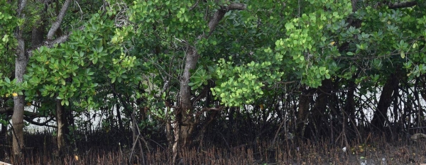 Mangroves in Kenya's town of Vanga, Kwale county are nursery grounds for fish.