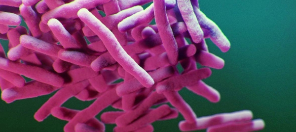 A medical illustration depicts the drug-resistant, Mycobacterium tuberculosis bacteria. — courtesy CDC/Alissa Eckert, James Archer