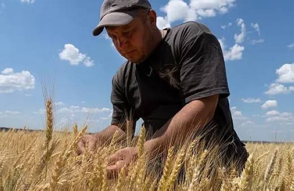 A farmer checks wheat ripeness on a field in Donetsk region, Ukraine.