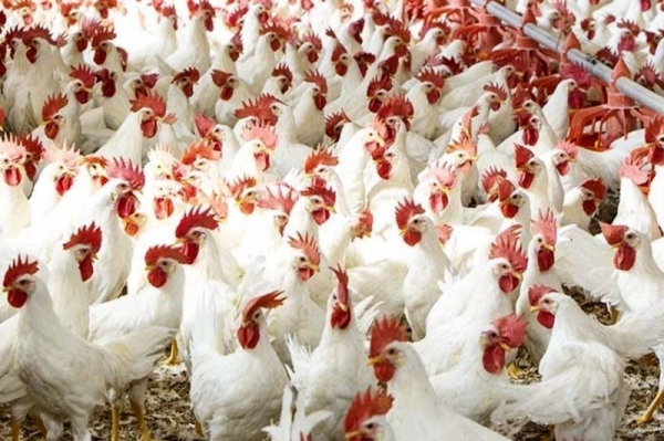 Al-Fadhli reveals plan to invest SR17bn in poultry production sector until 2025