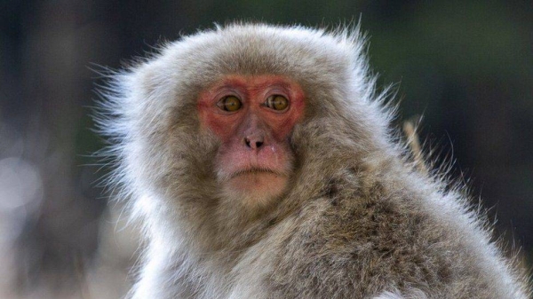 A Japanese macaque.