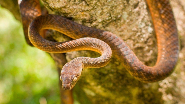 As many as two million brown tree snakes are believed to now live on the tiny Pacific island of Guam.