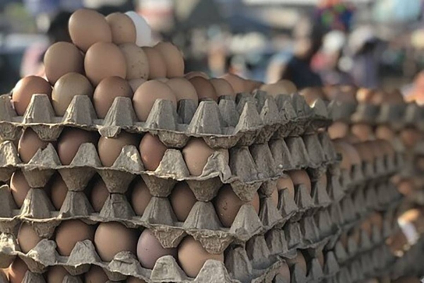 Saudi Arabia bans poultry and egg products from Wielkopolskie, Poland