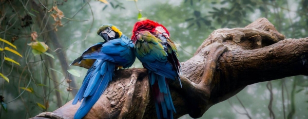 Even parrots are included in the list of threatened species.