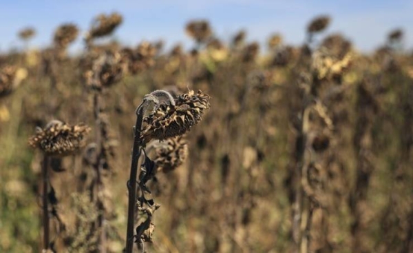 France in midst of 4th heat wave amid historic drought