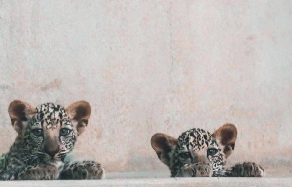 The cubs, now part of our pride of Arabian Leopards, were born in a captive-breeding programme at the Arabian Leopard Breeding Center in Taif, Saudi Arabia.