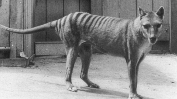 A Tasmanian tiger photographed in Australia's Hobart Zoo.