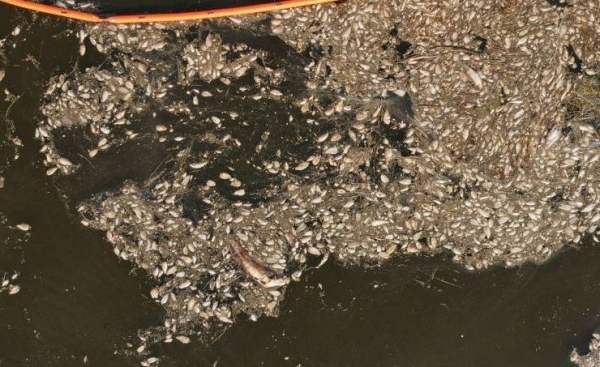 More than 190 tons of dead fish recovered from German-Polish river