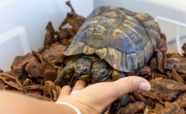 

Janus, who also has two hearts, two pairs of lungs and two distinct personalities, would not have survived long in the wild as he cannot retract his heads into his shell to seek shelter from predators.