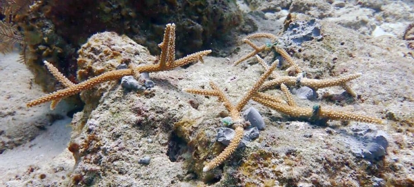 Biologists Maria Fernanda Maya and Mariana Gnecco from NGO Blue Indigo evaluate the health of the coral reef in San Andrés Island. — courtesy Blue Indigo