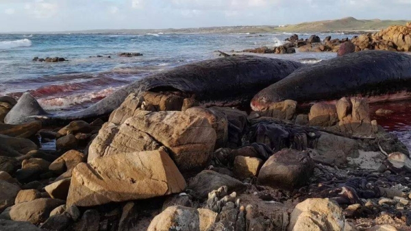 King Island locals made the discovery on Monday