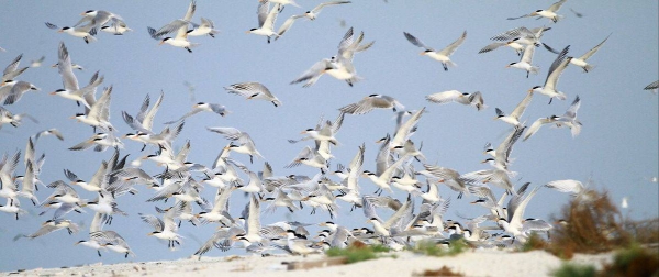 يعبر أكثر من 300 نوع من الطيور سماء المملكة العربية السعودية أثناء الهجرة