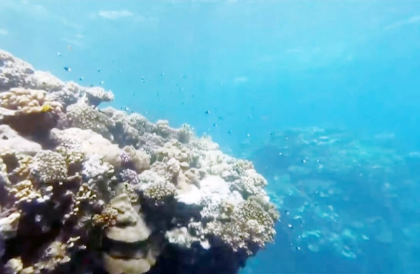 The Global Fund for Coral Reefs is boosting the resilience of Egypt’s precious reefs.