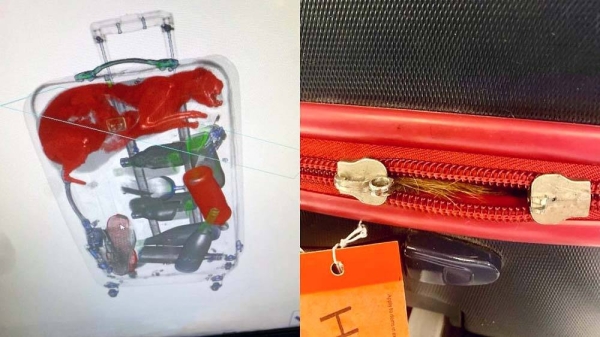 The escapee cat is said to be feline fine. — courtesy TSA