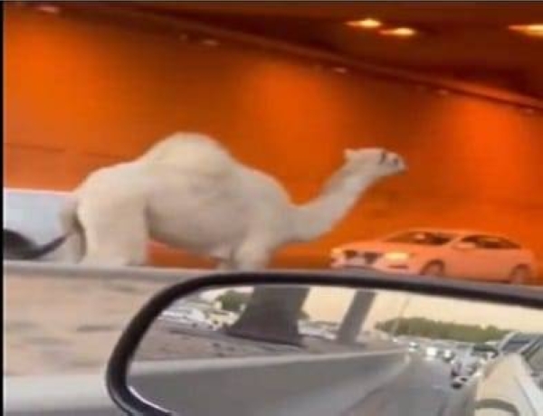 It seemed the camel was being chased as a person was seen running behind it to stop and catch it.
