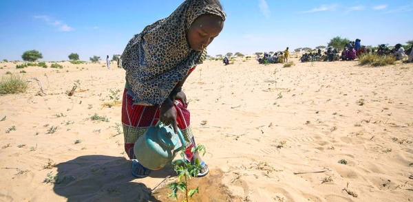 A young girl waters seedlings in Merea, Lake Chad, an activity which has become a daily chore. — courtesy UNDP/Jean Damascene Hakuzimana