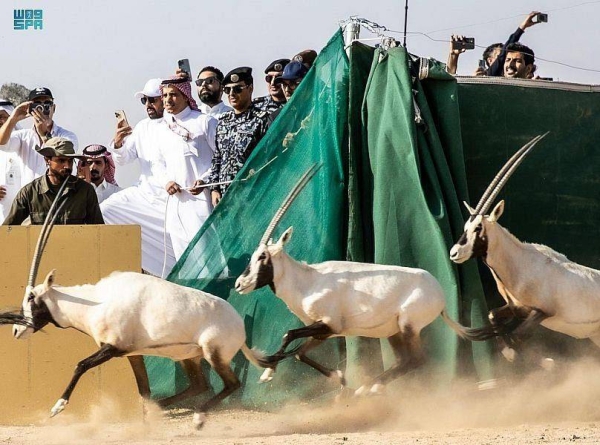 The animals were released into the NEOM reserve after they spend time in specially designed pens to acclimatize to their new environment.