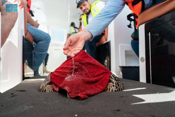 A team has successfully managed to return a hawksbill turtle, from an endangered species, to its natural habitat in the Red Sea after its recovery.