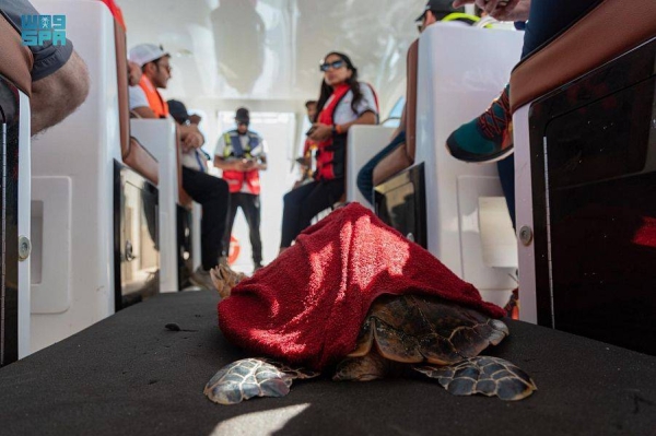 A team has successfully managed to return a hawksbill turtle, from an endangered species, to its natural habitat in the Red Sea after its recovery.