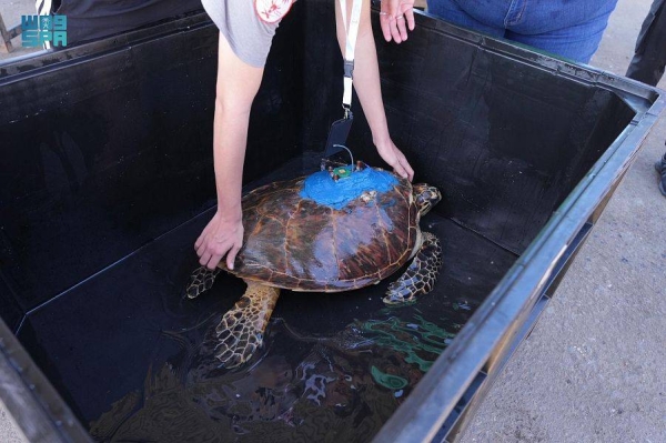 A team has successfully managed to return a hawksbill turtle, from an endangered species, to its natural habitat in the Red Sea after its recovery.