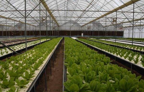 Minister of Environment, Water and Agriculture Eng. Abdulrahman Bin Abdul Mohsen Al-Fadhli has approved the expansion plan in the plant resources sector and greenhouses with new investment worth SR4 billion until 2025.