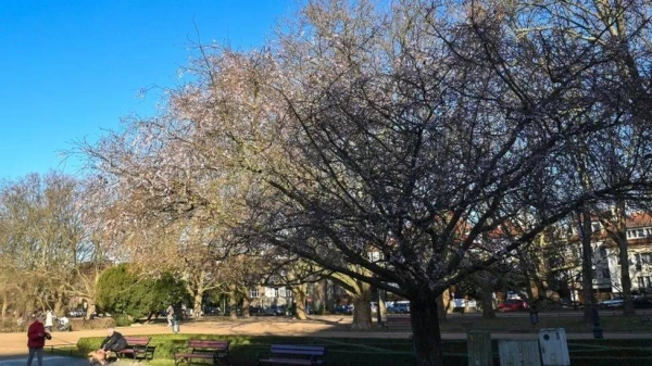 Warm temperatures mean cherry blossom has come early to the Polish city of Szczecin