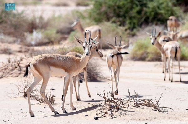 AlUla launches largest campaign to resettle wild animals