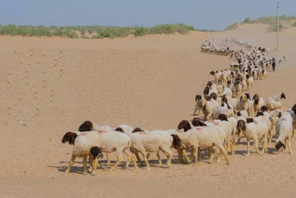 
The Ministry of Environment, Water and Agriculture warned that punitive measures will be taken against those non-Saudi owners and herders who failed to comply with the directive to return their livestock and camels  after the deadline expires at the end of August this year
