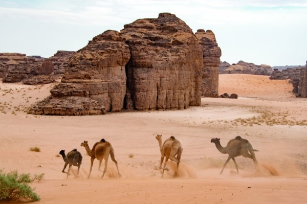 File photo of camels in AlUla.