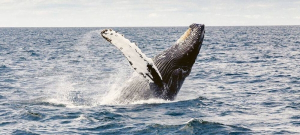 Marine biologists have discovered that whales capture tons of carbon from the atmosphere. — courtesy Unsplash/Thomas Kelley