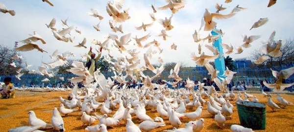 Peace doves fly on the grounds of the historic Hazrat-i-Ali mosque, in the city of Mazar-i-Sharif, Afghanistan. (file) — courtesy UN Photo/Helena Mulkerns