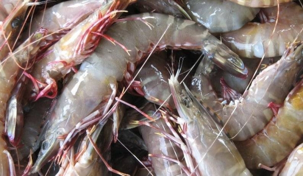 The Saudi Food and Drug Authority (SFDA) has imposed a temporary ban on shrimp imports from India. 
