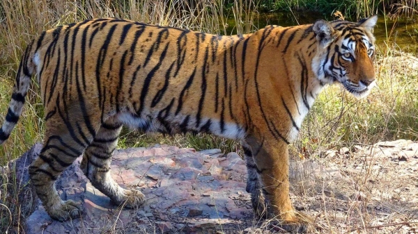 A tiger at the Ranthambore National Park in Rajasthan, India, on December 28, 2020