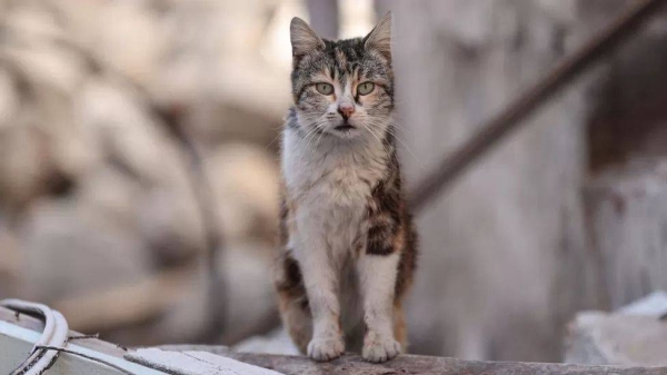 Organizers of an annual hunting competition in New Zealand came under fire when they announced an event for children to hunt feral cats