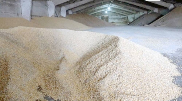 A load of grain in a granary in the village of Zghurivka, Ukraine.