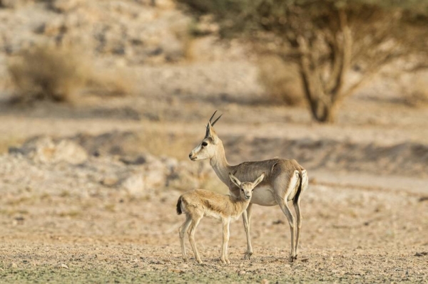 The NEOM reserve has witnessed the birth of the first generation of young antelopes and ibex, which were released by the National Center for Wildlife Development during the previous season.