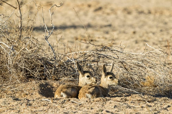 The NEOM reserve has witnessed the birth of the first generation of young antelopes and ibex, which were released by the National Center for Wildlife Development during the previous season.