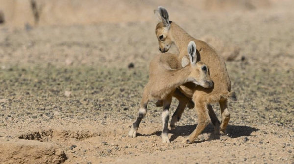 The NEOM reserve has witnessed the birth of the first generation of young antelopes and ibex, which were released by the National Center for Wildlife Development during the previous season.