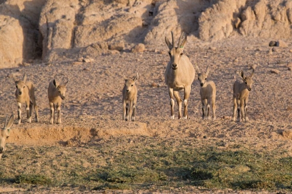 The NEOM reserve has witnessed the birth of the first generation of young antelopes and ibex, which were released by the National Center for Wildlife Development during the previous season.