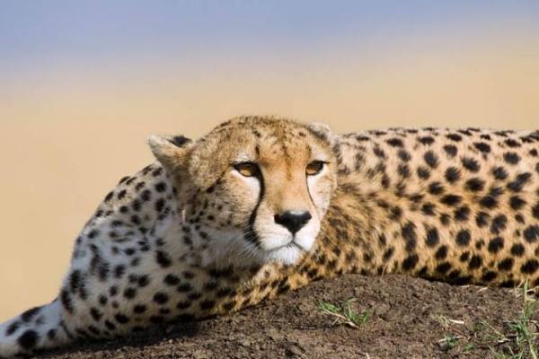 Saudi Arabia launches cheetah breeding and resettlement program