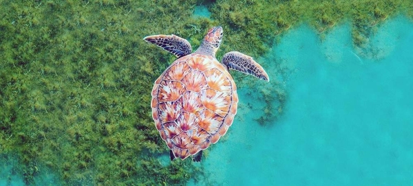 A turtle swims in the ocean in Martinique in the Caribbean. — courtesy Coral Reef Image Bank/Michele Roux