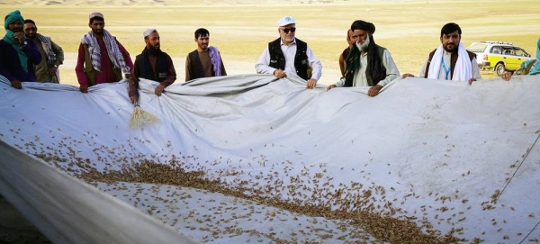 Locust control takes place in Baghlan after a large-scale outbreak of the Moroccan locust in North and Northeast Afghanistan. — courtesy FAO/Hashim Azizi