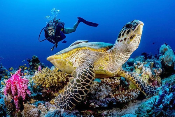 Red Sea Global has released the findings of one of the world's largest environmental surveys of wildlife ecosystems conducted by a developer, carried out along 250 kilometers of Red Sea coastline.