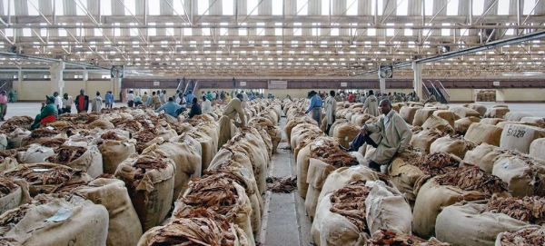 
Processed tobacco is packed in a warehouse in Malawi. (file). — courtesy ILO/Marcel Crozet