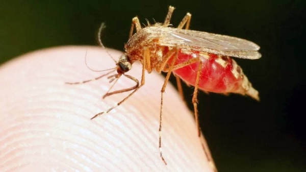 تنبيه صحي أمريكي لحالات الملاريا في فلوريدا وتكساس