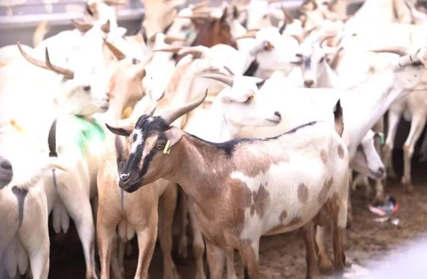 Adahi distributes sacrificial meat in more than 30 Islamic countries among the displaced, needy individuals, and people with special needs. 