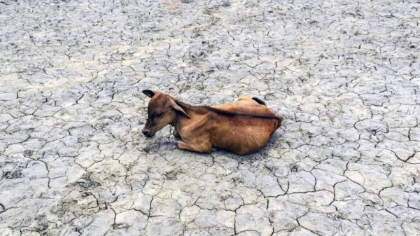 India has also felt the impacts of heat and drought. — courtesy NurPhoto